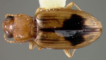 Media type: image;   Entomology 32143 Aspect: habitus dorsal view